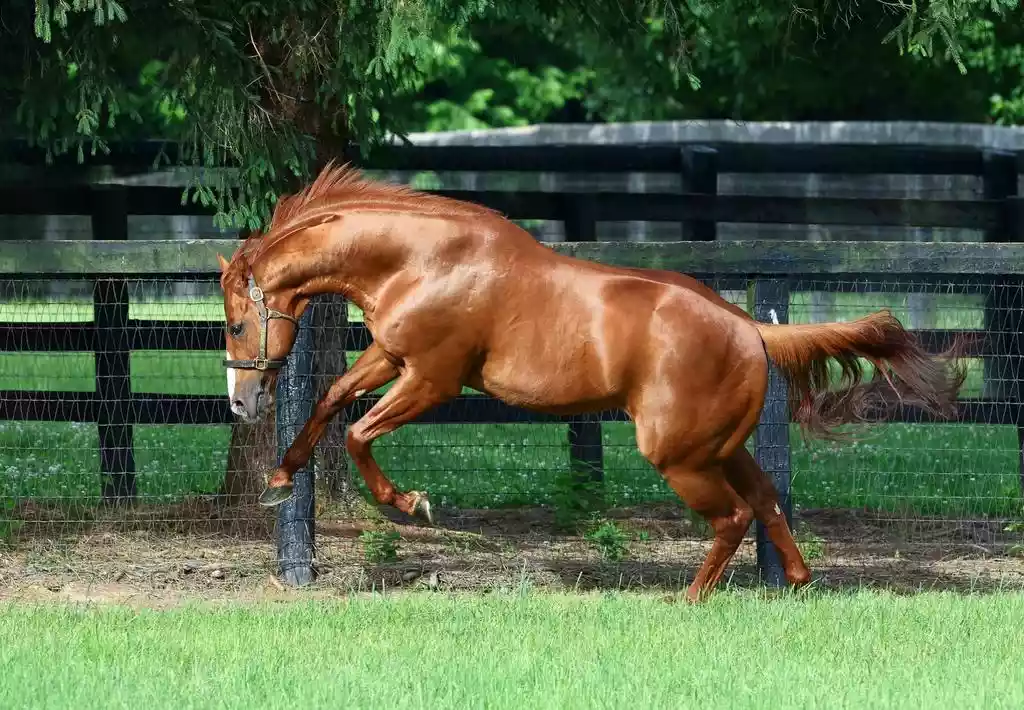 Chevaux de course: le rêve peut-il faire oublier le risque